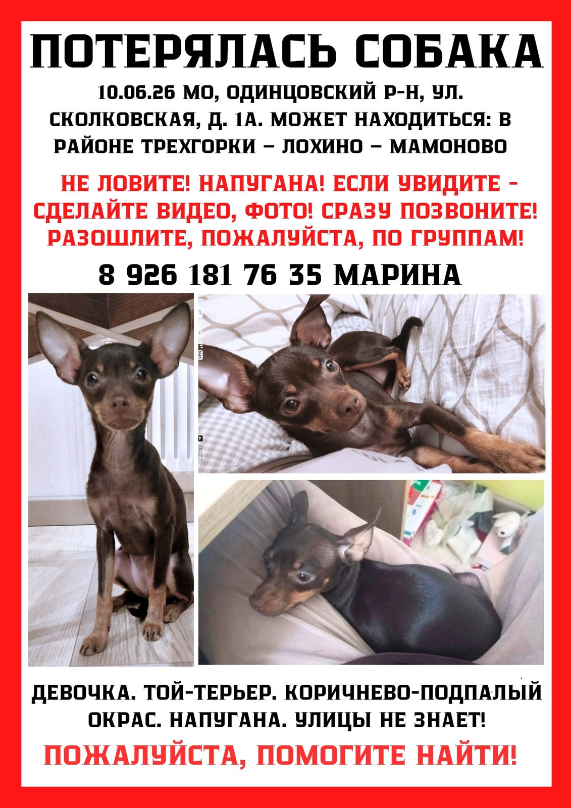 Пропавшая собака в Одинцове: !! Потерялась собака той-терьер, девочка, коричневая - Одинцовский район Пропала собака в Одинцове — !! Потерялась собака той-терьер, девочка, коричневая - Одинцовский район