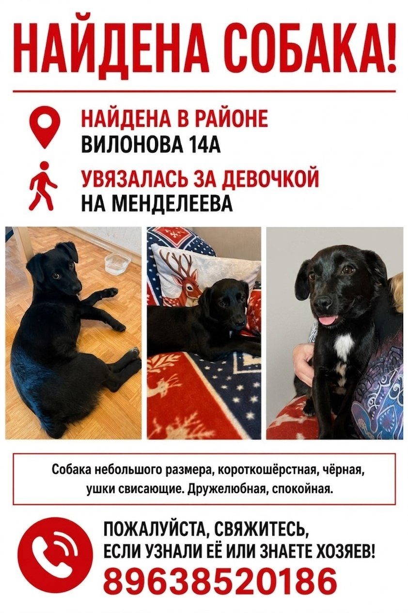 Найденная собака в Екатеринбурге Найдена собака в Екатеринбурге — фото объявления