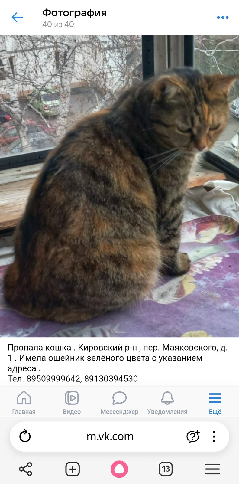 Пропала кошка в Красноярске — фото объявления