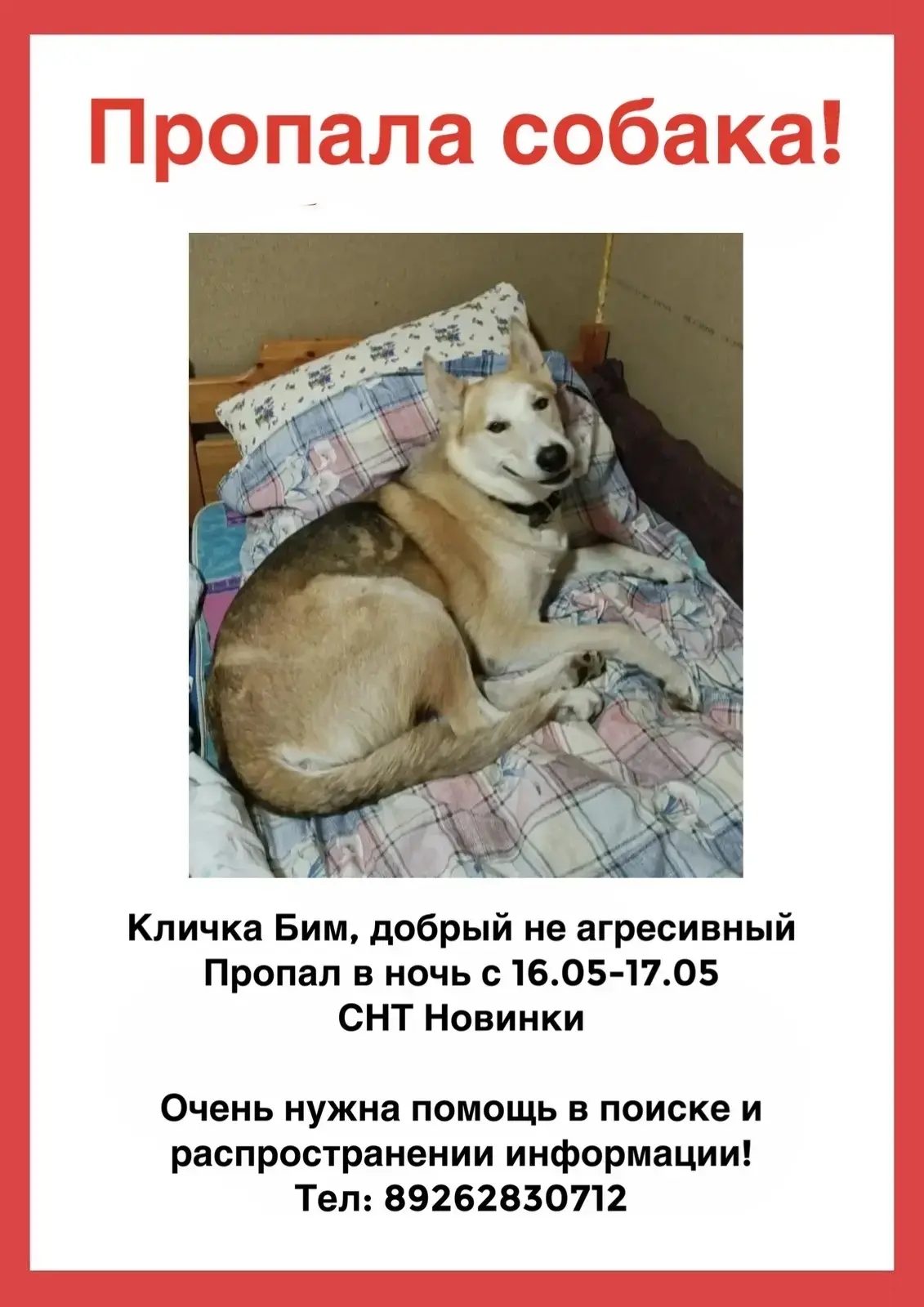 Пропавшая собака в Солнечногорске: Прошу помощи Пропала собака в Солнечногорске — Прошу помощи