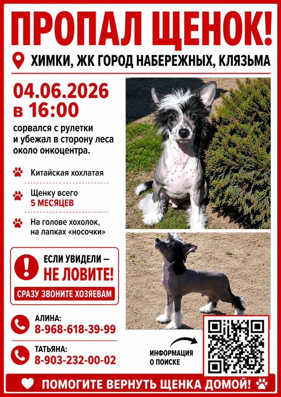Пропавшая собака в Химках Пропала собака в Химках — фото объявления