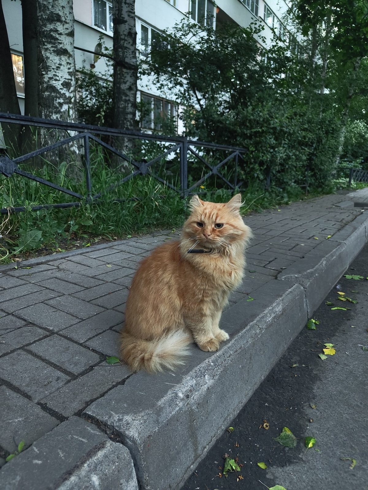 Найденная кошка в Санкт-Петербурге Найдена кошка в Санкт-Петербурге — фото объявления