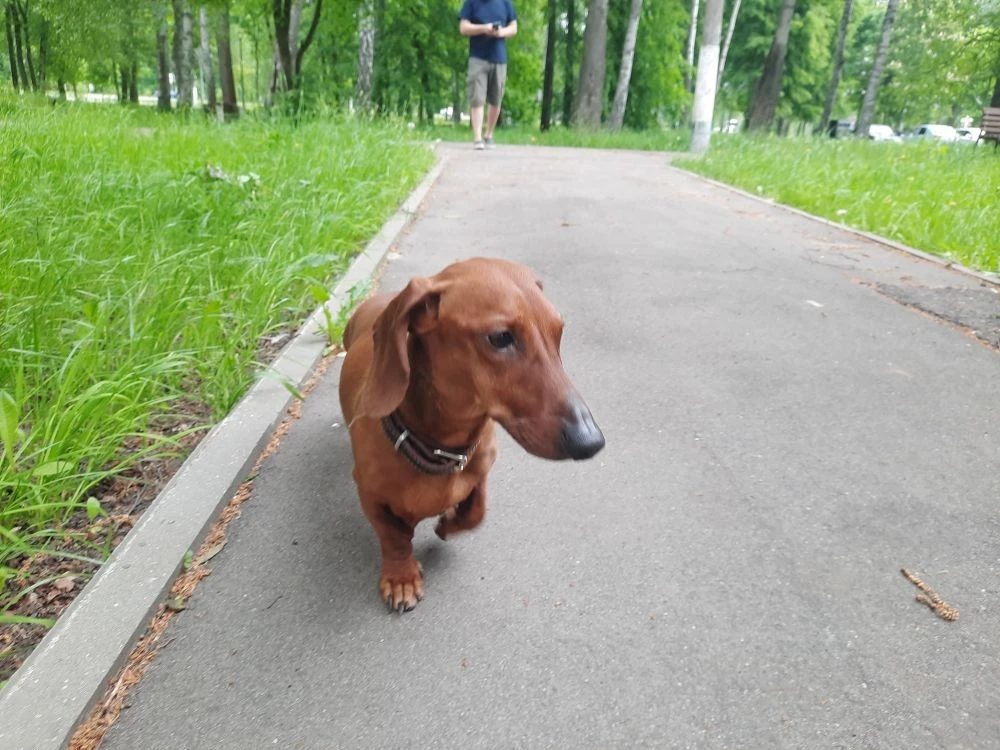 Найденная собака в Ступине: Такса рыжего окраса Найдена собака в Ступине — Такса рыжего окраса