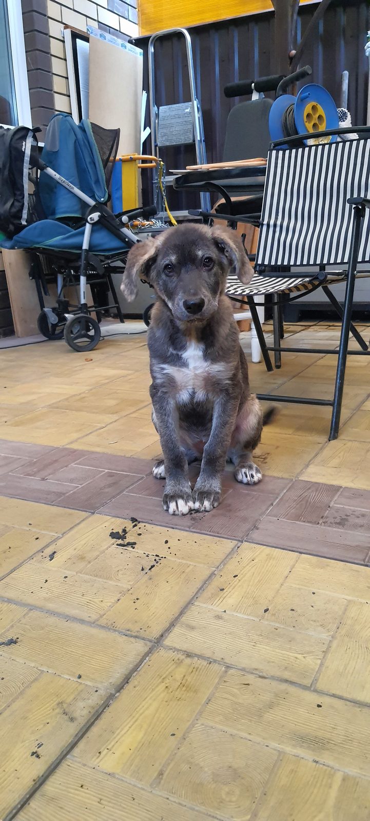 Найдена собака в Твери — фото объявления
