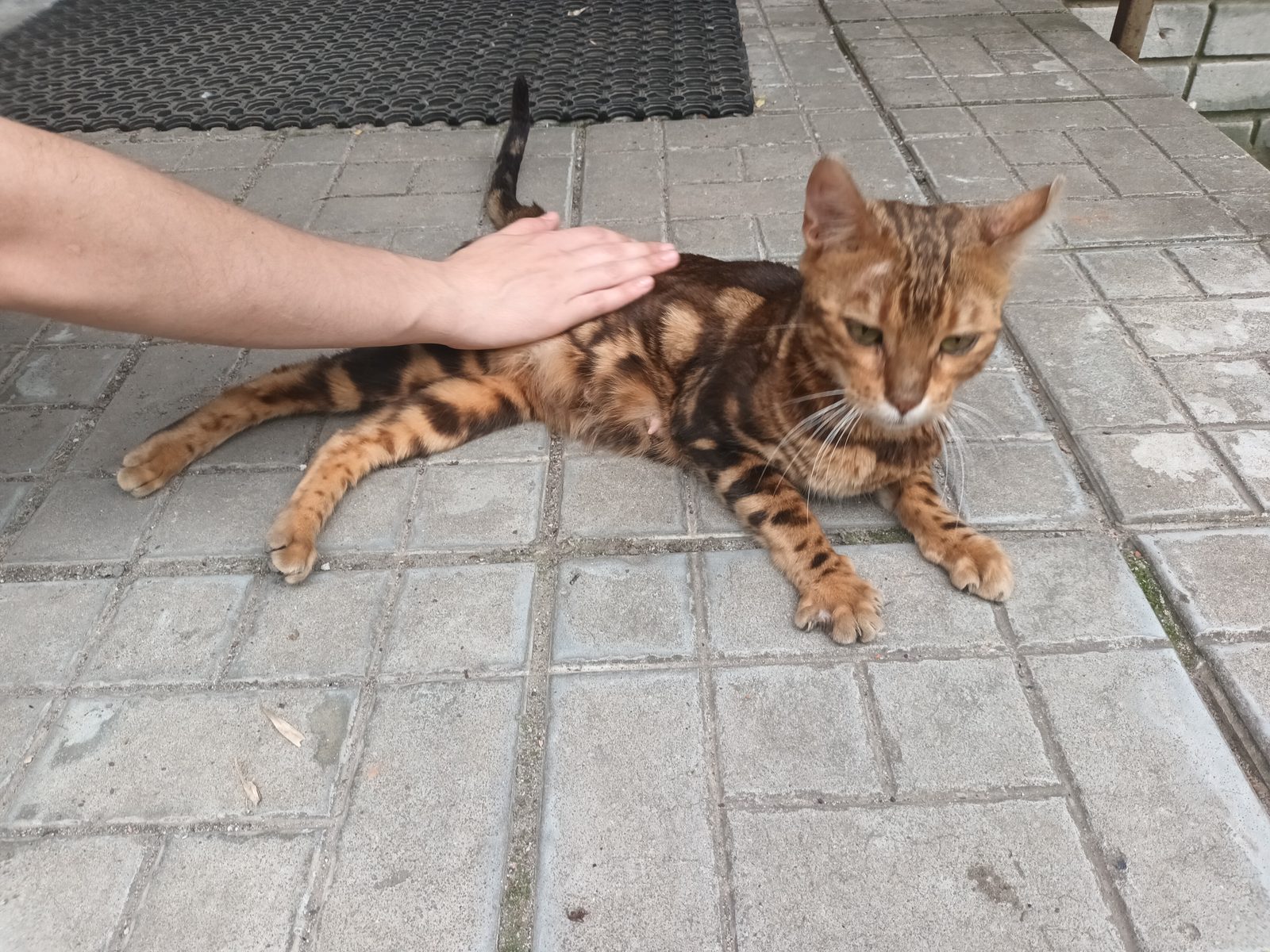 Найдена кошка в Нижнем Новгороде — фото объявления