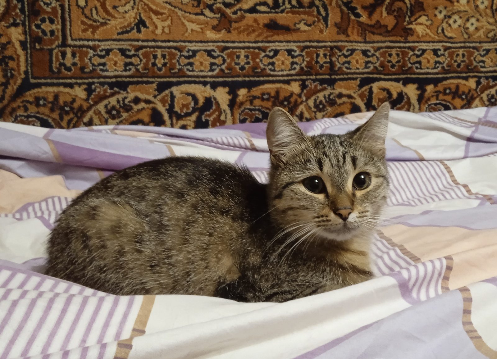 Пропавшая кошка в Златоусте Пропала кошка в Златоусте — фото объявления