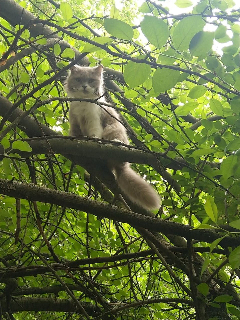 Найденная кошка в Курске Найдена кошка в Курске — фото объявления