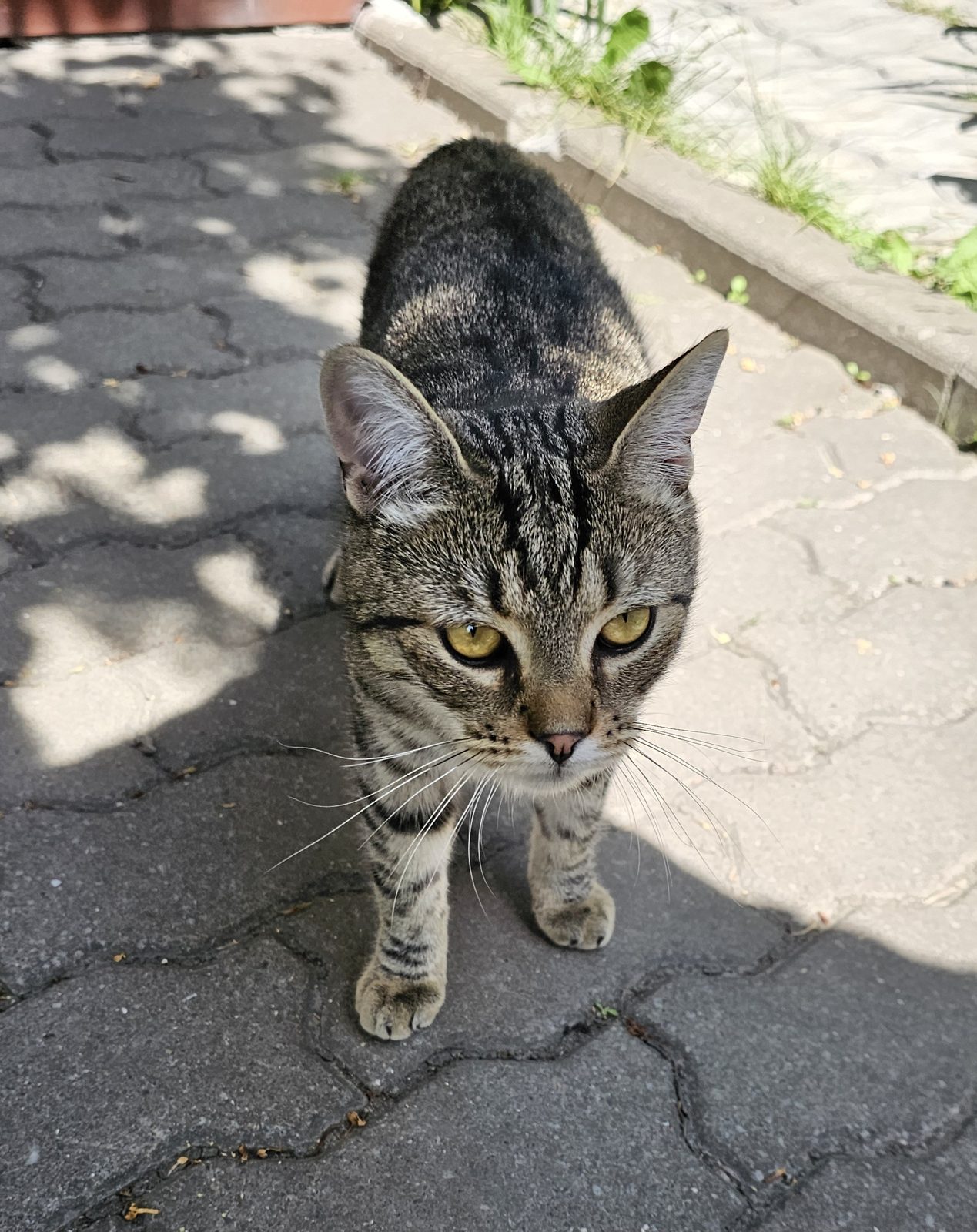 Найдена кошка в Туле — Молодой кот