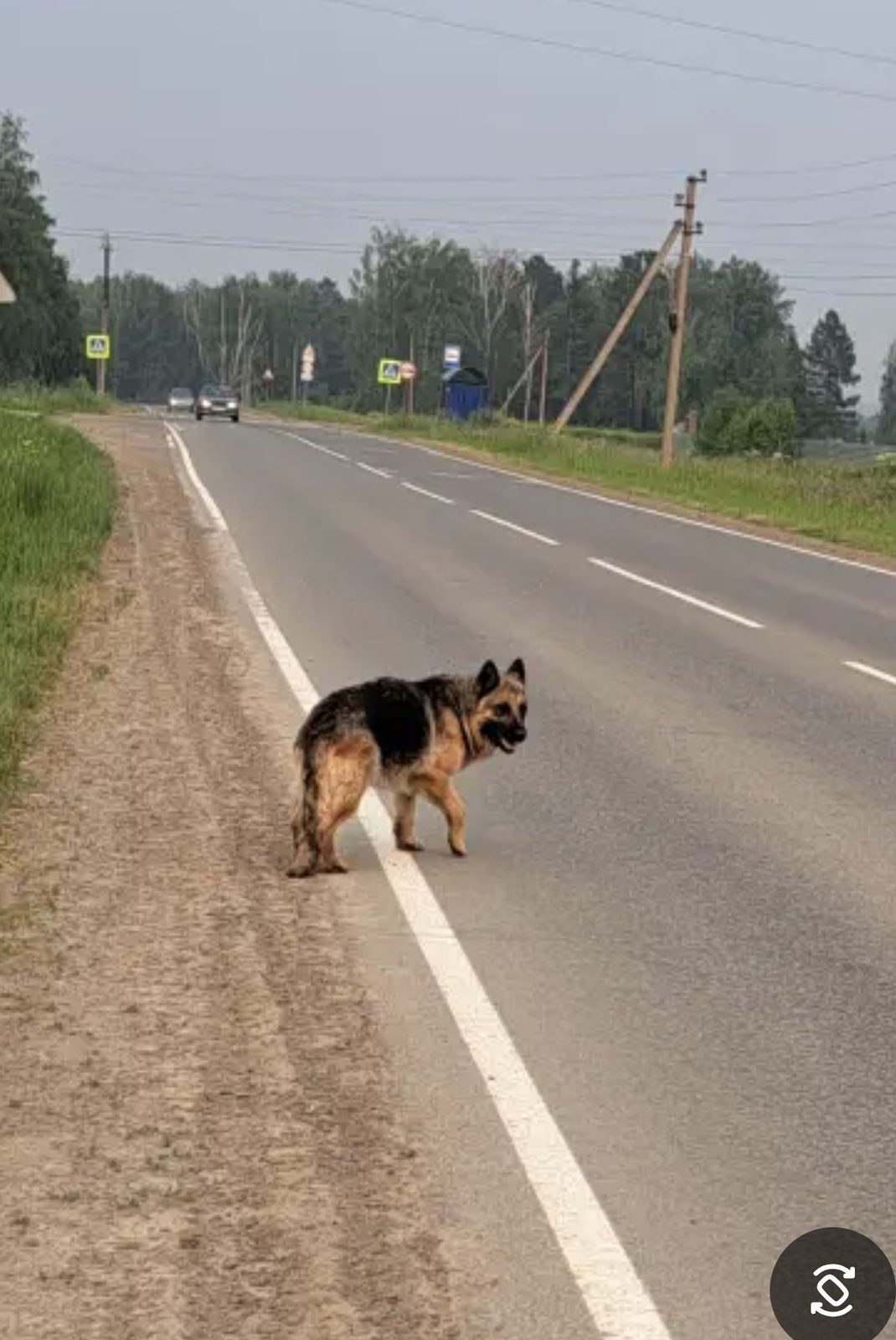 Найдена собака в Томске — Собака - помесь овчарки - потеряла хозяина