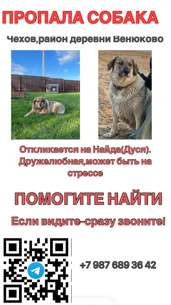 Пропавшая собака в Чехове Пропала собака в Чехове — фото объявления