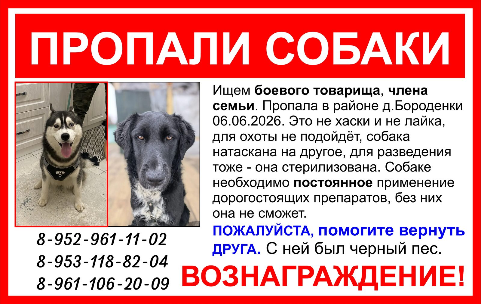 Пропавшая собака в Трубчевске Пропала собака в Трубчевске — фото объявления