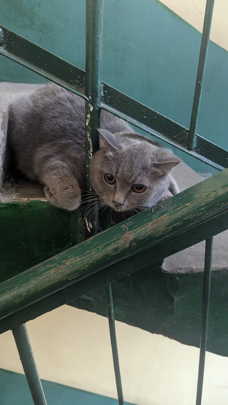 Найдена кошка в Новокузнецке — Потеряшка