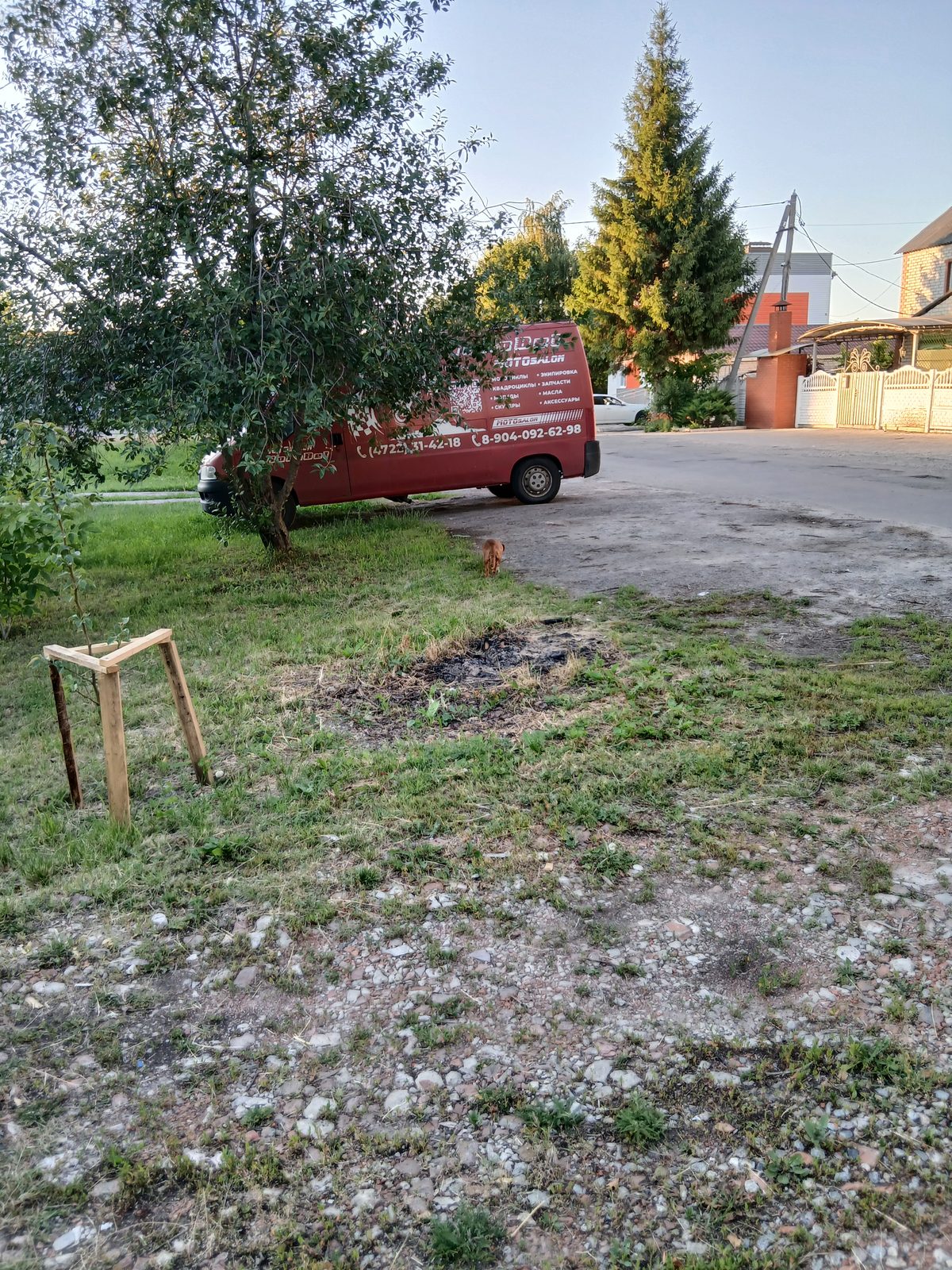 Найдена собака в Белгороде — Гуляет домашняя собака