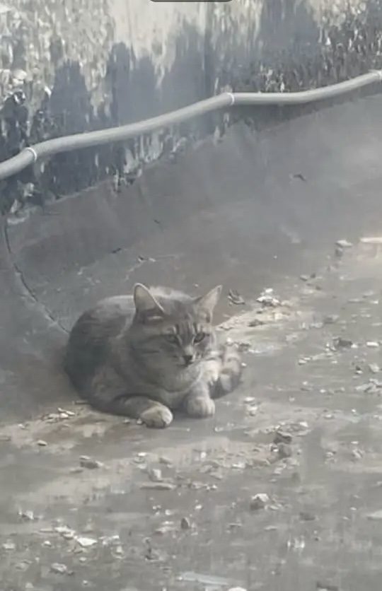 Найдена кошка в Сургуте — фото объявления