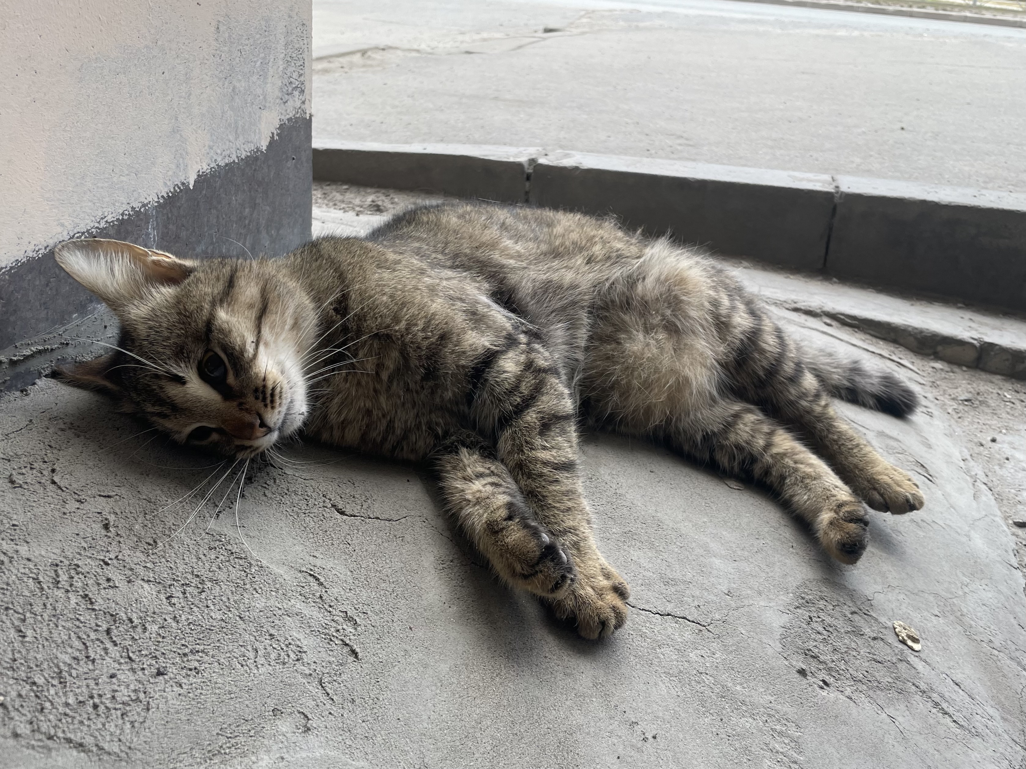 Найдена кошка в Архангельске — фото объявления