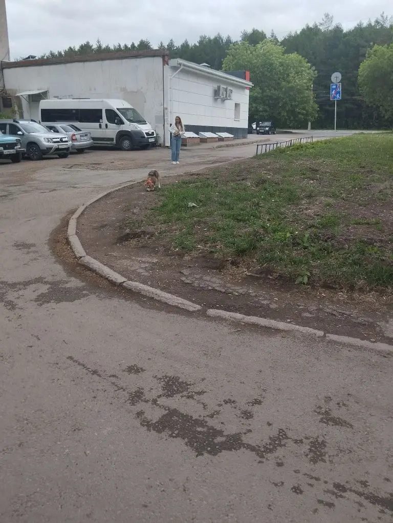 Найденная собака в Уфе: Добрый день! Нашли питомца породы бигль‼️❗️ Найдена собака в Уфе — Добрый день! Нашли питомца породы бигль‼️❗️