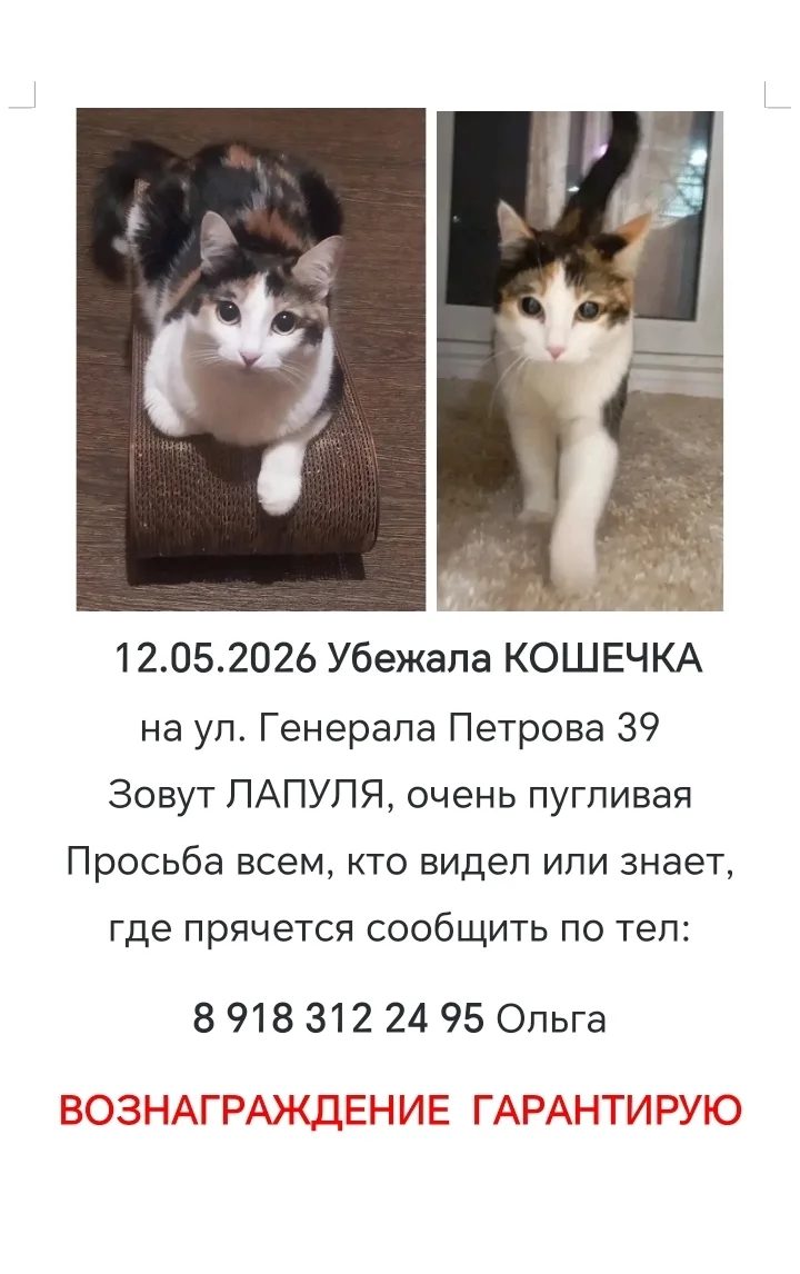 Пропала кошка в Краснодаре — Прошу откликнуться всех, кто видел Лапулю.