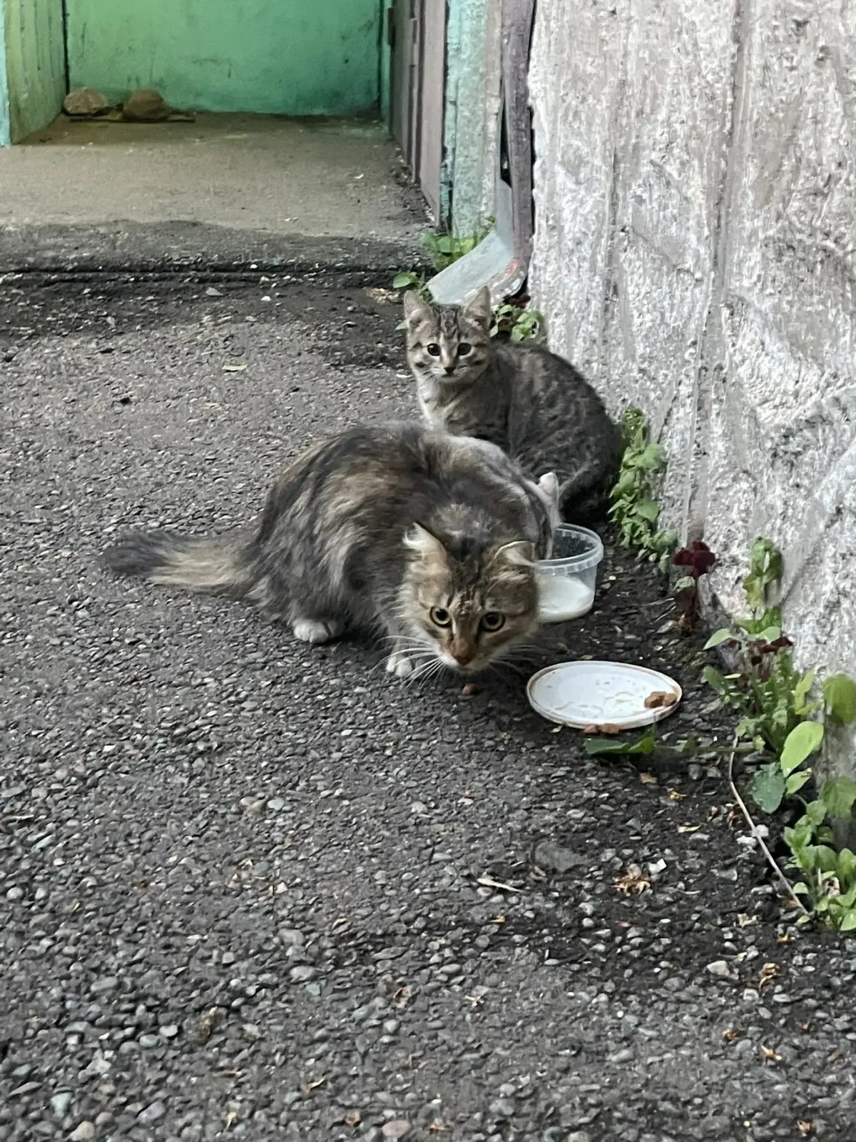 Найдена кошка в Красноярске — В добрые руки 2 котенка и мама кошка