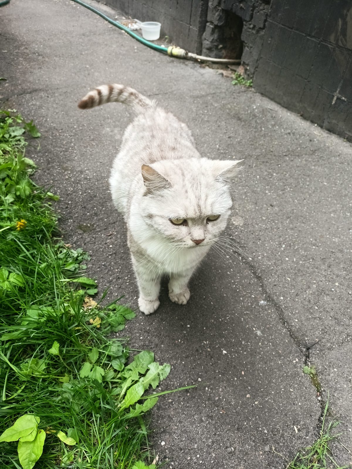 Найдена кошка в Москве — Москва, Отрадное, замечена кошка