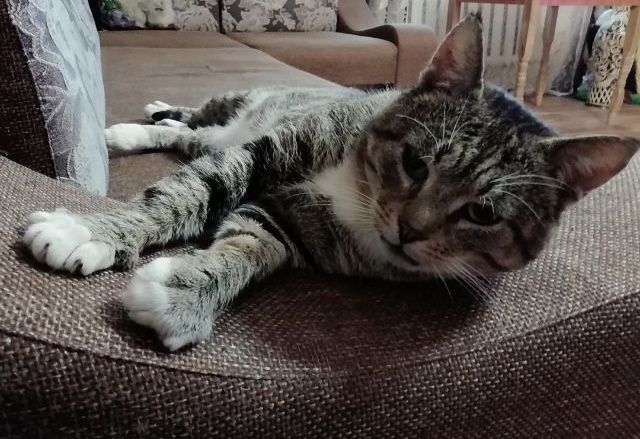 Пропавшая кошка в Смоленске Пропала кошка в Смоленске — фото объявления