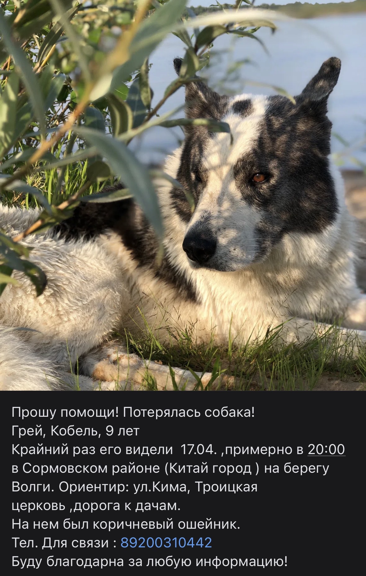 Пропала собака в Нижнем Новгороде — фото объявления