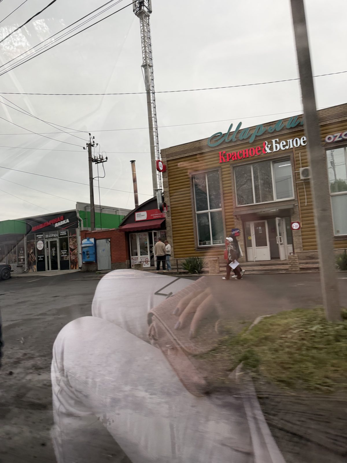 Найдена собака в Таганроге — Вест-Хайленд-Терьер