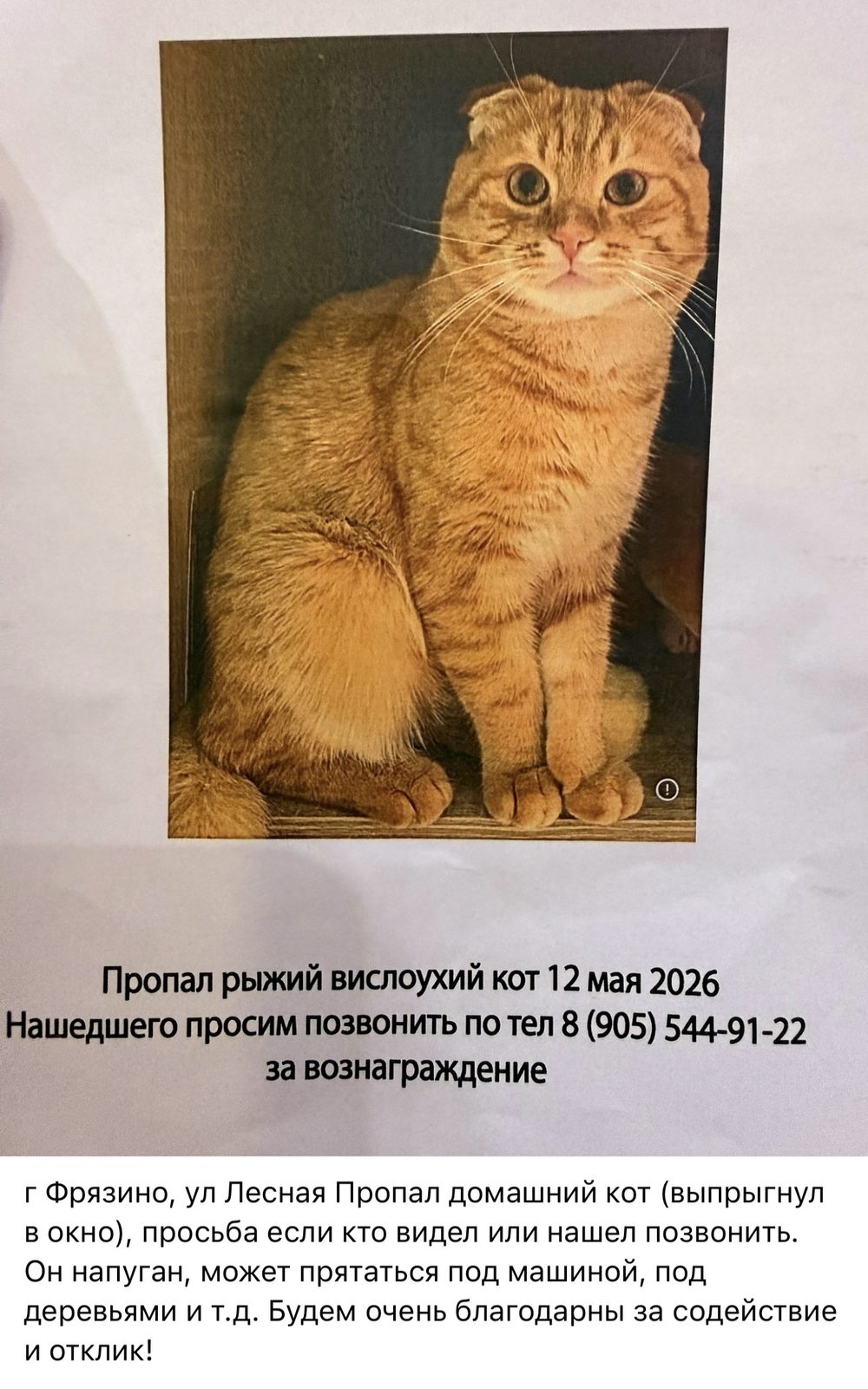 Пропала кошка в Фрязине — Шустрик рыжий кот