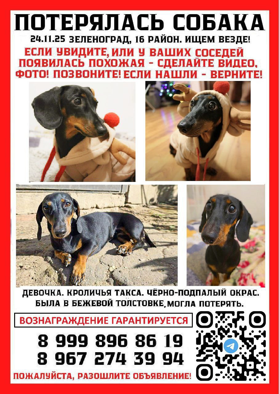 Пропала собака в Зеленограде — Ищем кроличью таксу Несси