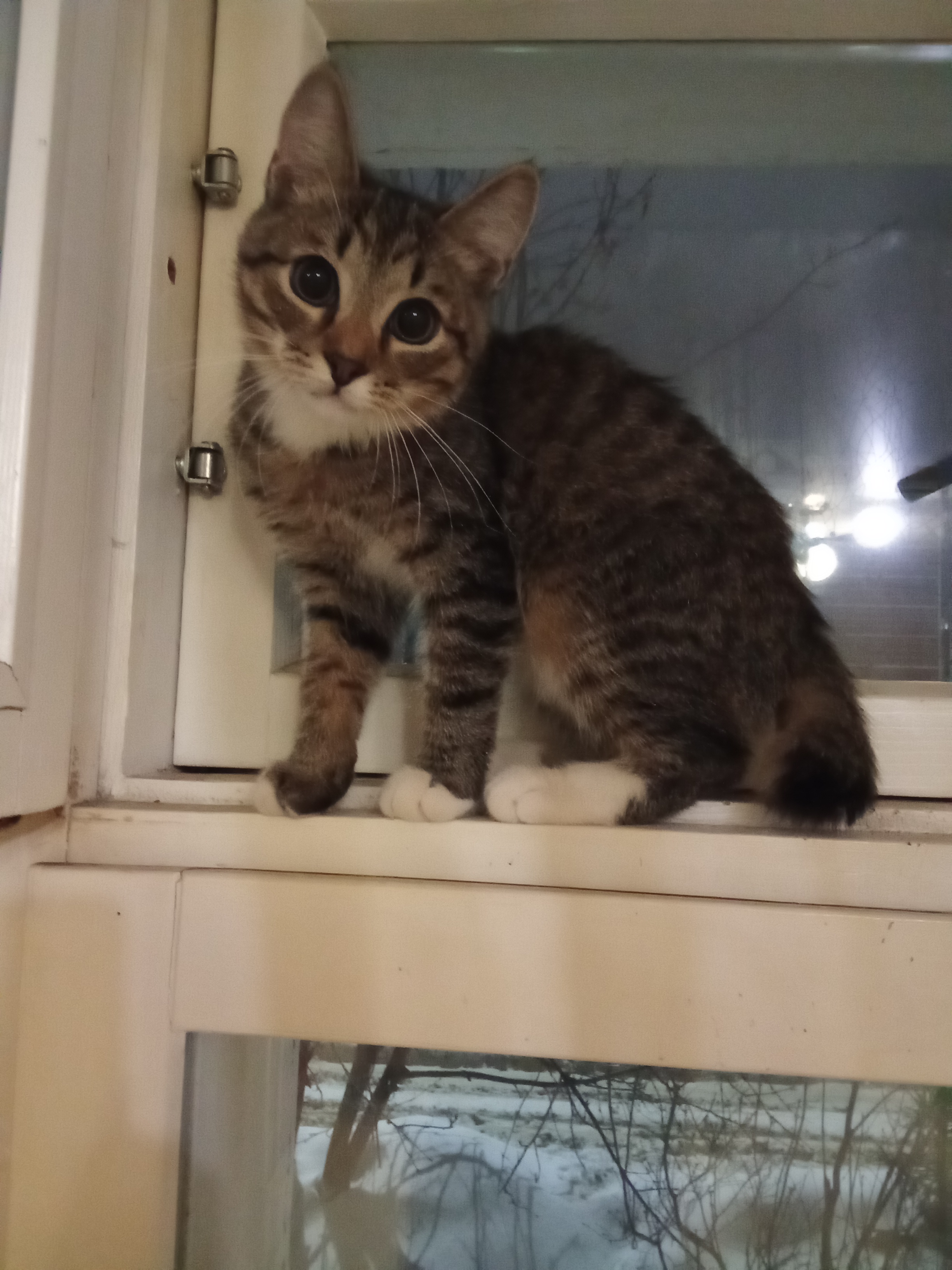 Пропала кошка в Уфе — Котенок в беде!