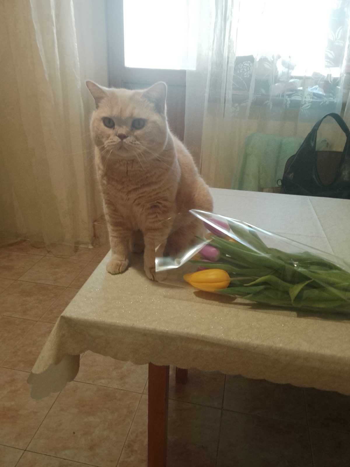 Пропавшая кошка в Краснодаре Пропала кошка в Краснодаре — фото объявления