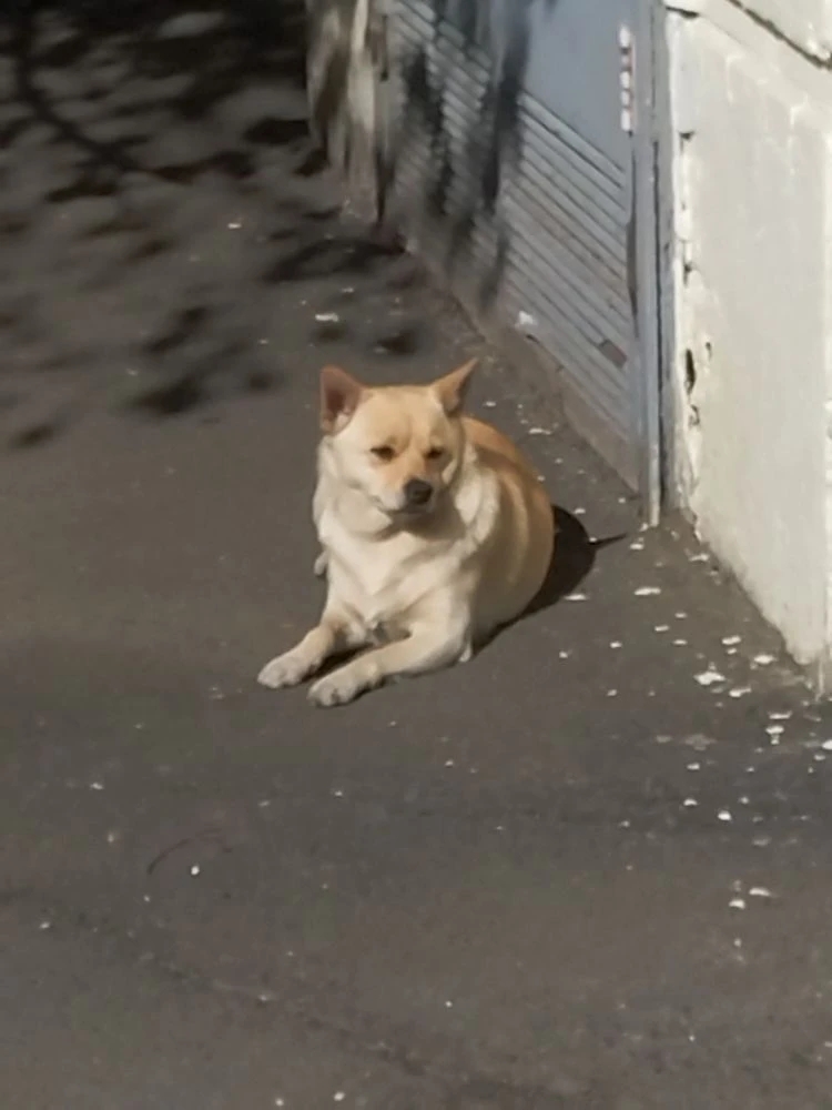 Найдена собака в Ростове-на-Дону — Найдёныш.