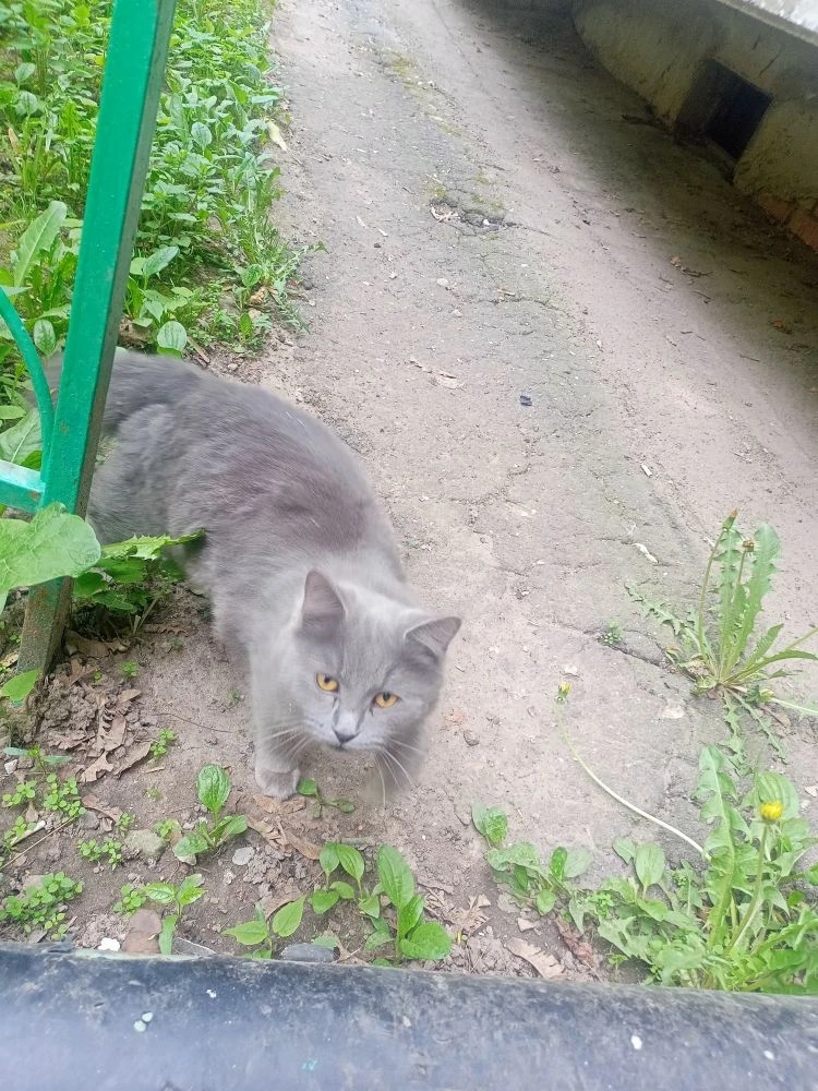 Найдена кошка в Одинцове — фото объявления