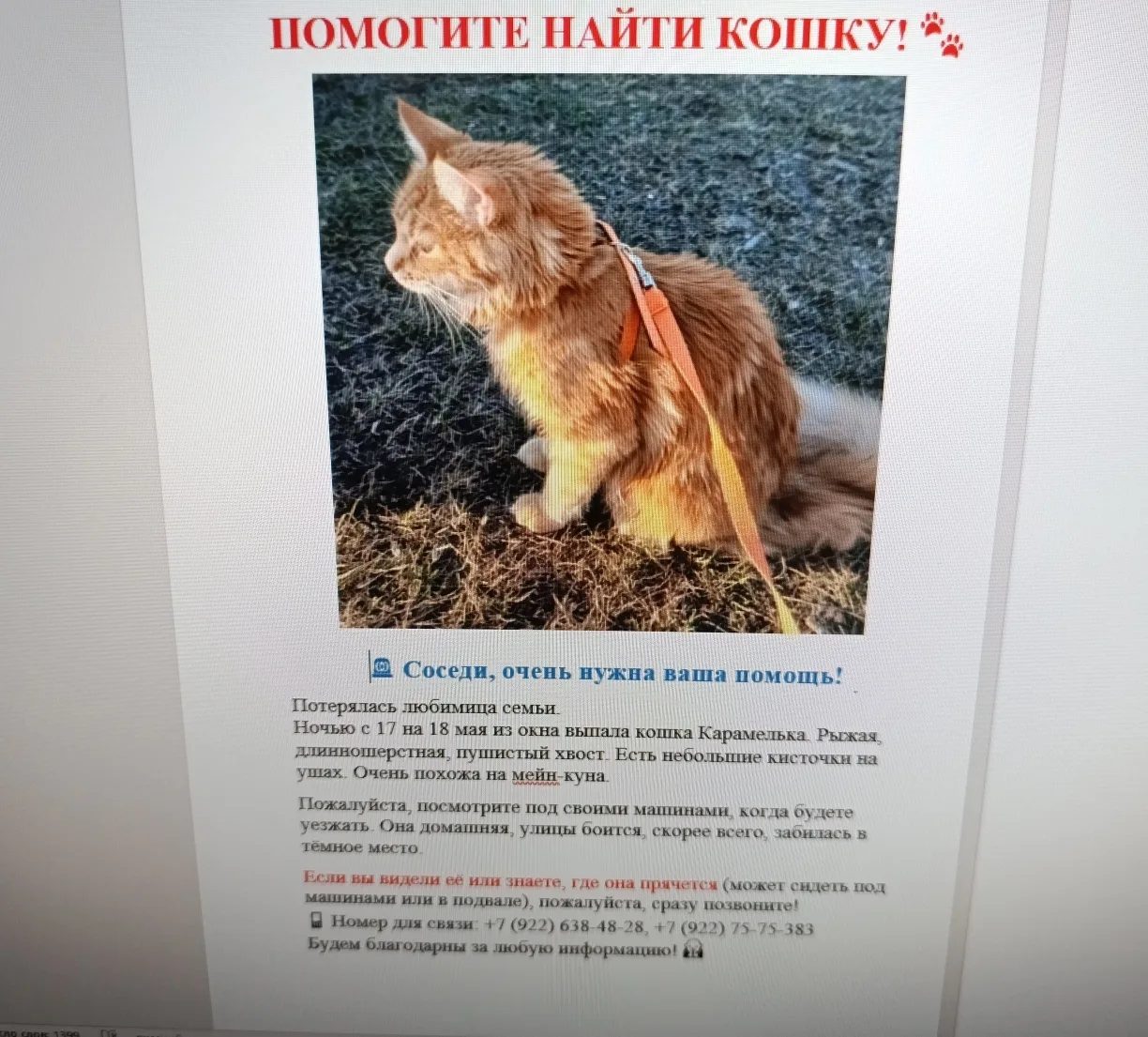 Пропала кошка в Челябинске — Карамелька