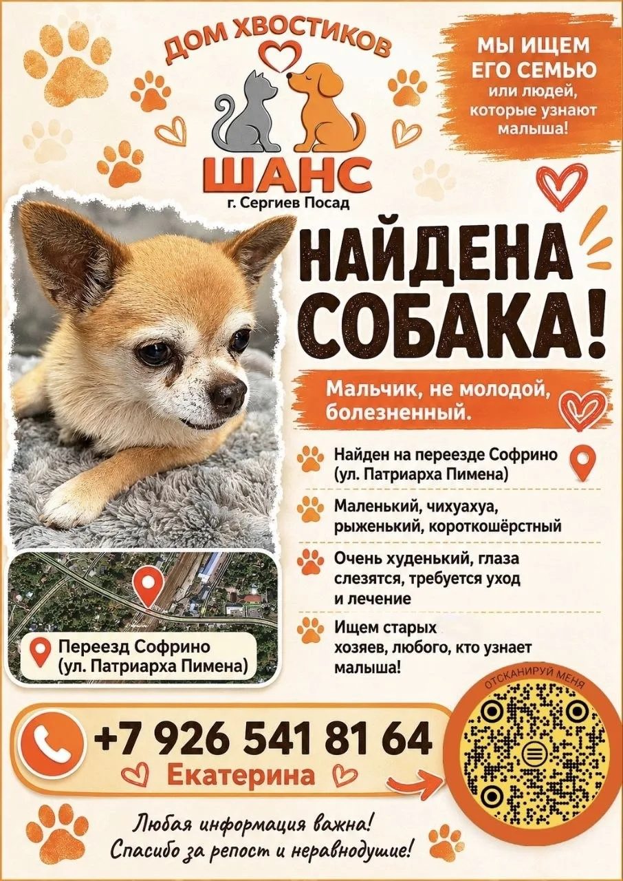 Найденная собака в Пушкине Найдена собака в Пушкине — фото объявления