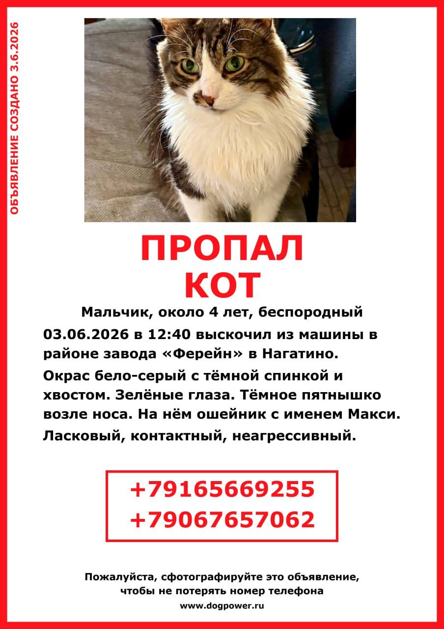 Пропавшая кошка в Москве Пропала кошка в Москве — фото объявления