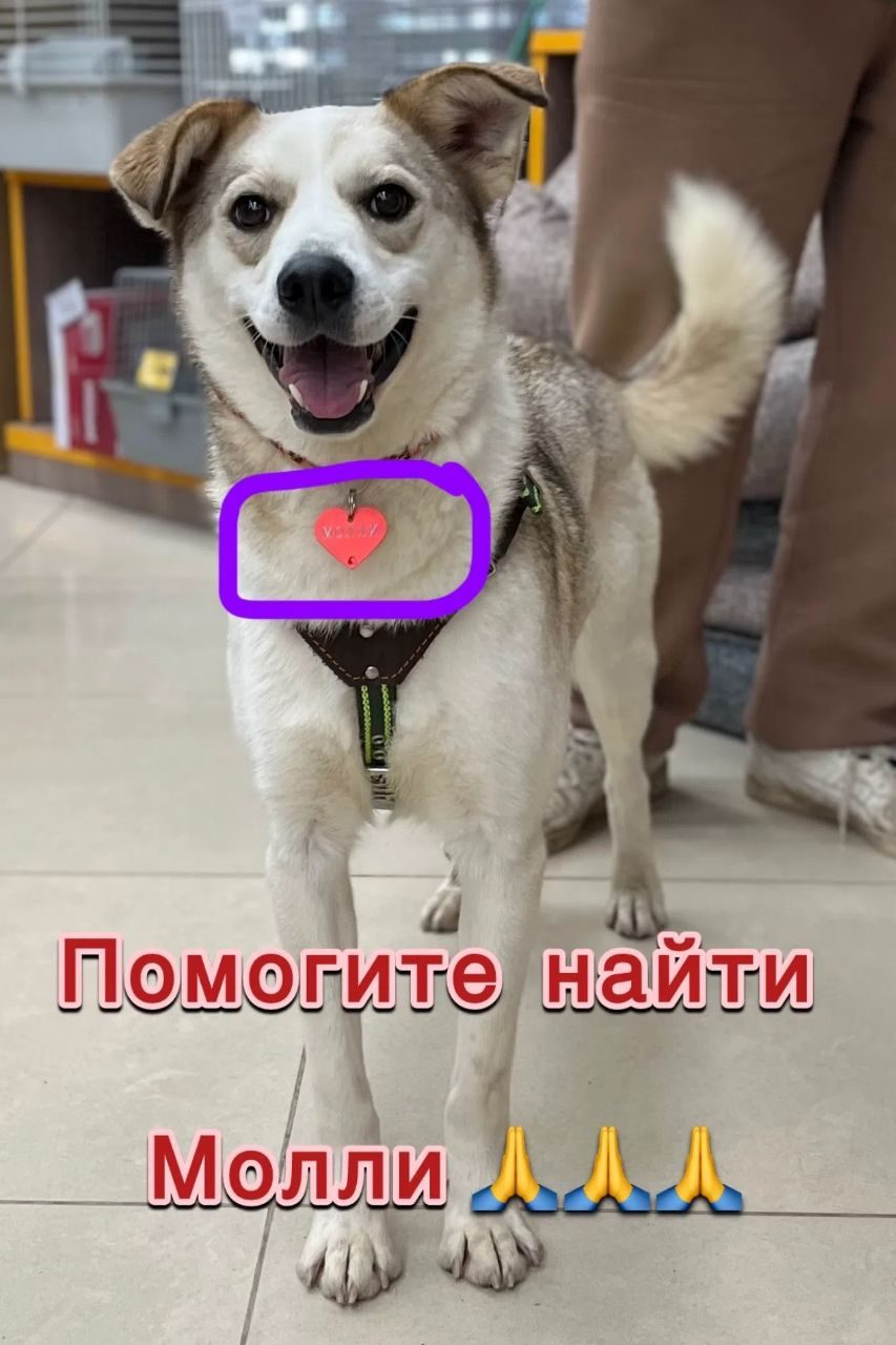 Пропавшая собака в Солнечногорске Пропала собака в Солнечногорске — фото объявления