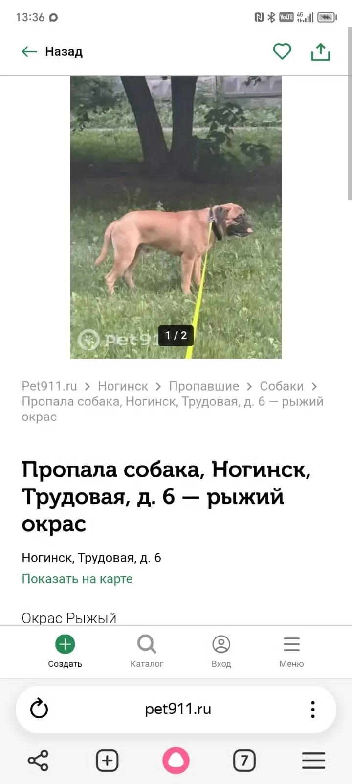 Пропала собака в Ногинске — фото объявления