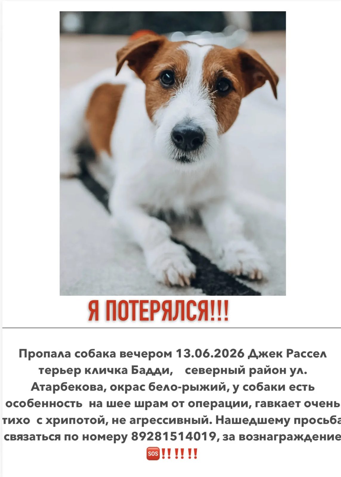 Пропала собака в Ростове-на-Дону — фото объявления