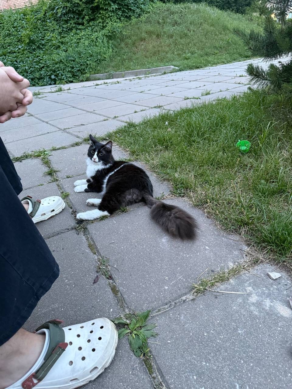 Найдена кошка в Красногорске — фото объявления