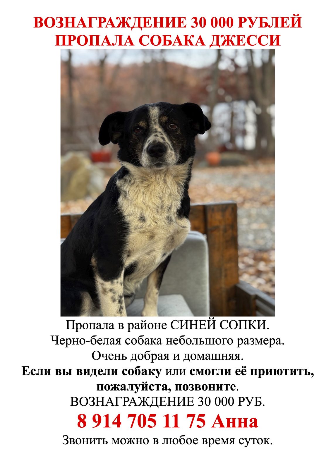 Пропавшая собака в Артёме: 🚨 ПРОПАЛА СОБАКА ДЖЕССИ. ВОЗНАГРАЖДЕНИЕ 30 000 ₽ Пропала собака в Артёме — 🚨 ПРОПАЛА СОБАКА ДЖЕССИ. ВОЗНАГРАЖДЕНИЕ 30 000 ₽