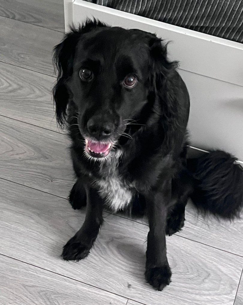 Пропала собака в Хабаровске — фото объявления