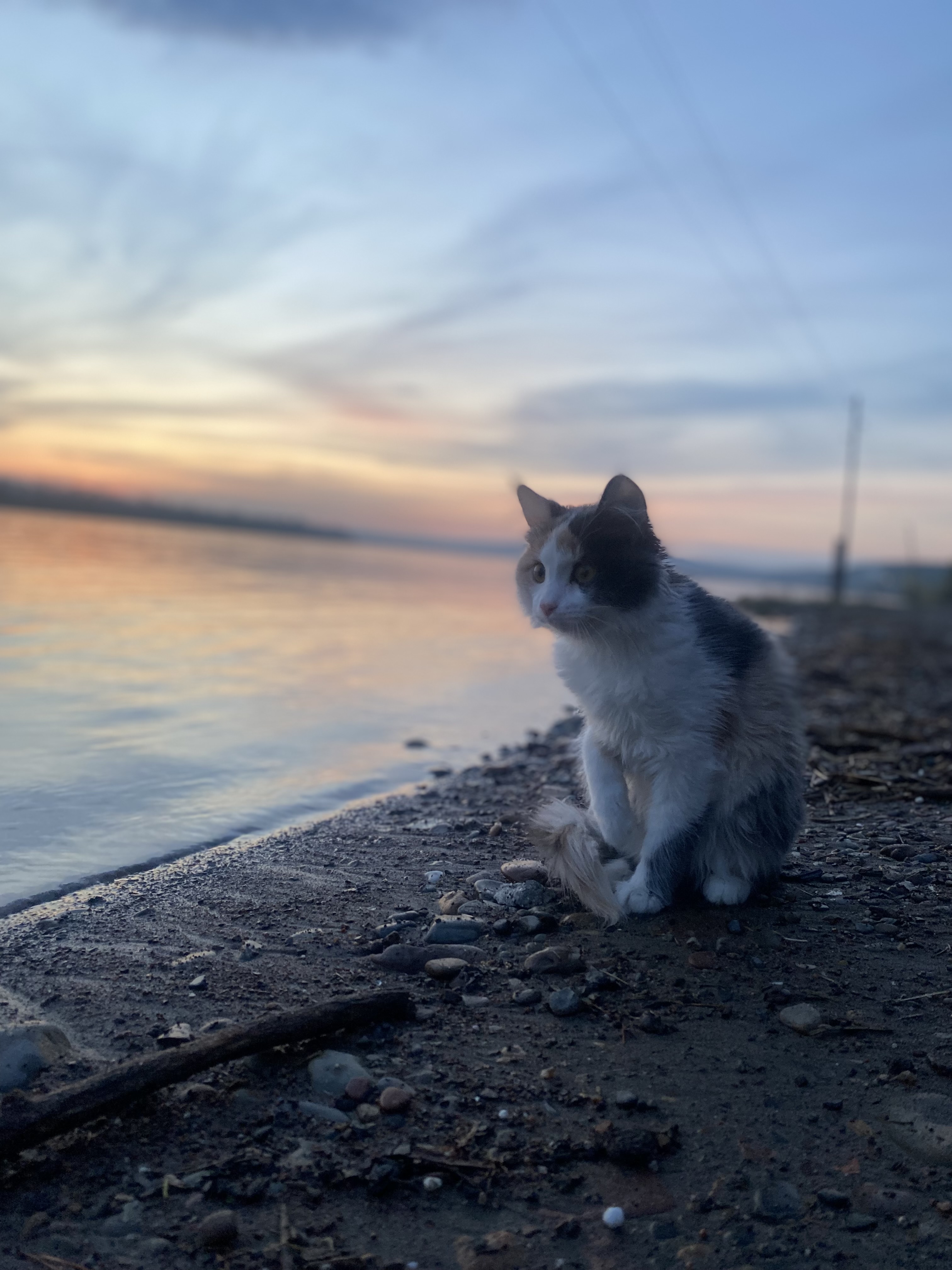 Пропала кошка в Красноярске — 10 мая пропала кошка Ермолаево