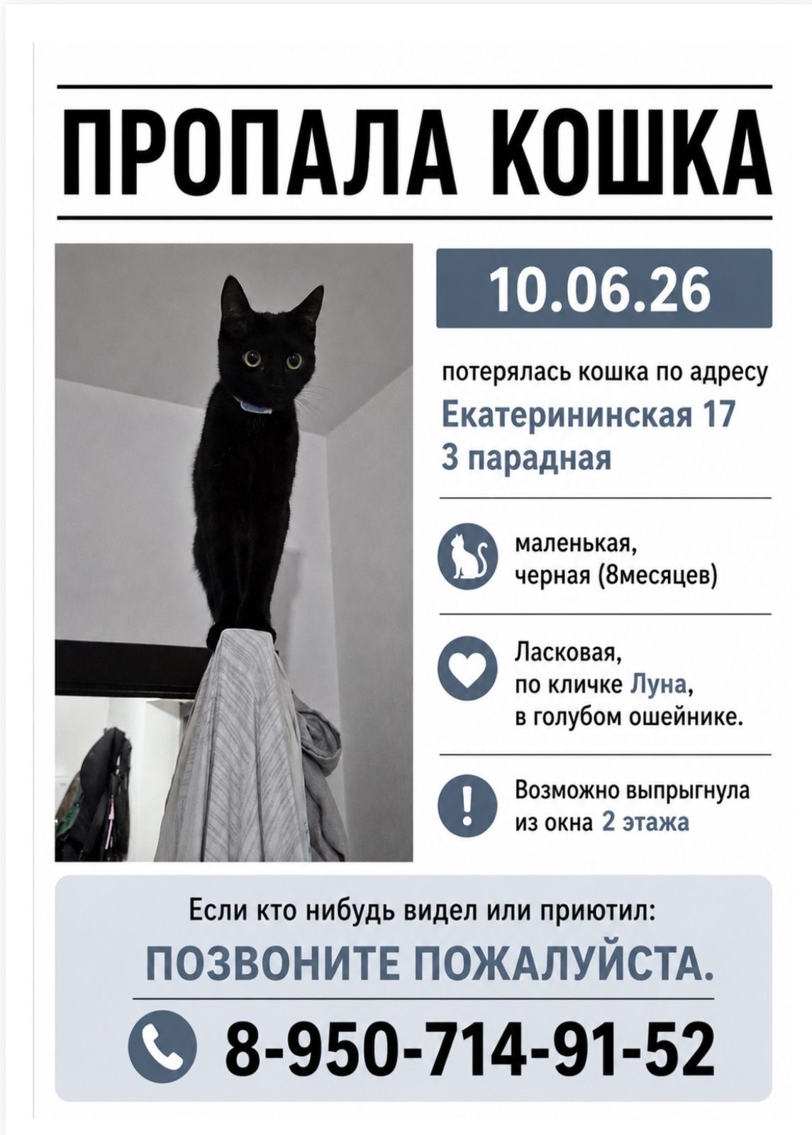 Пропала кошка в Мурине — Помогите найти 🙏🏻