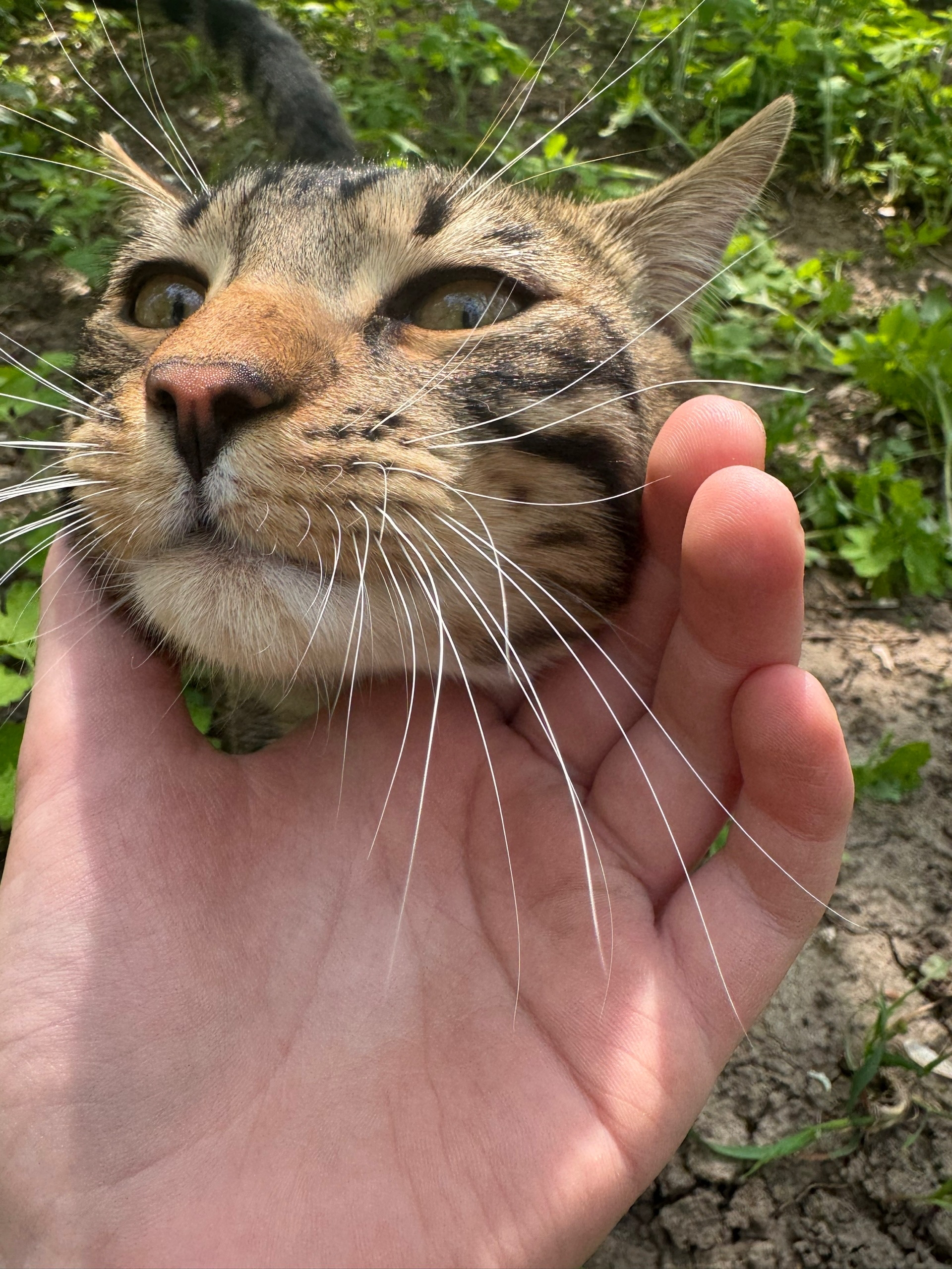 Найдена кошка в Туле — Котенок