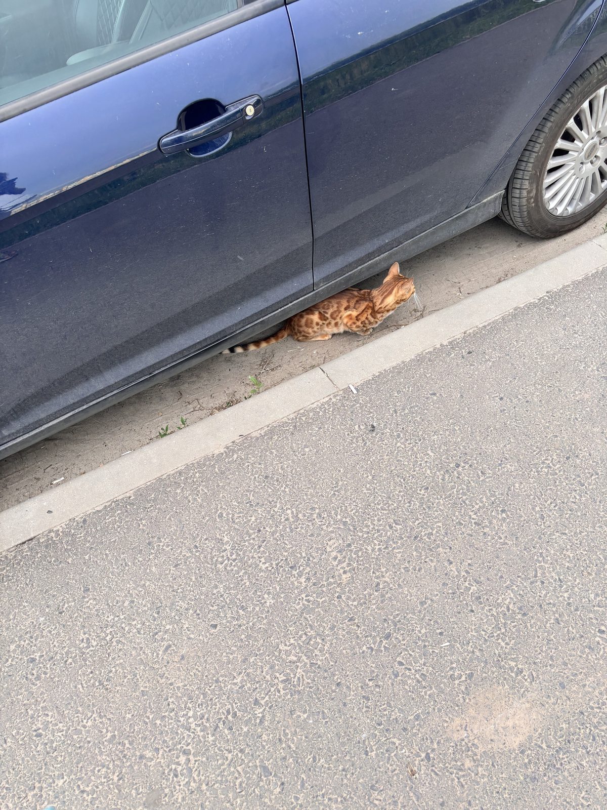 Найдена кошка в Курске — бенгальский кот на Клыкова