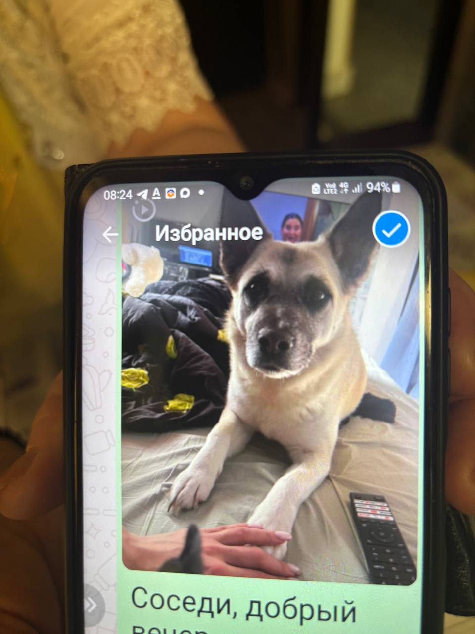Пропала собака в Химках — фото объявления