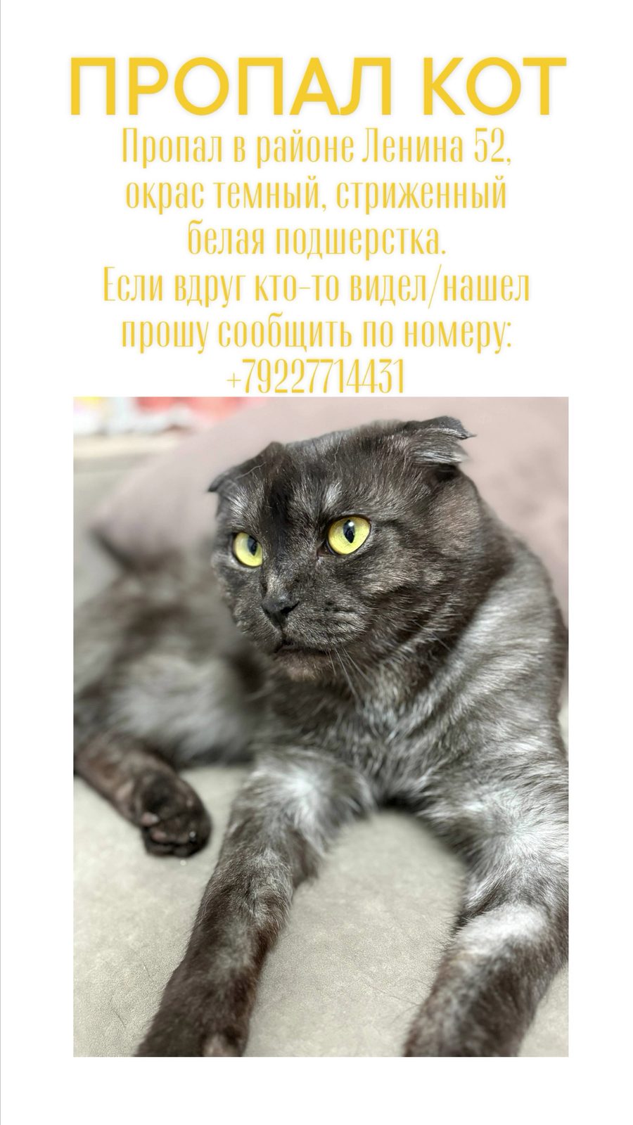 Пропала кошка в Сургуте — фото объявления