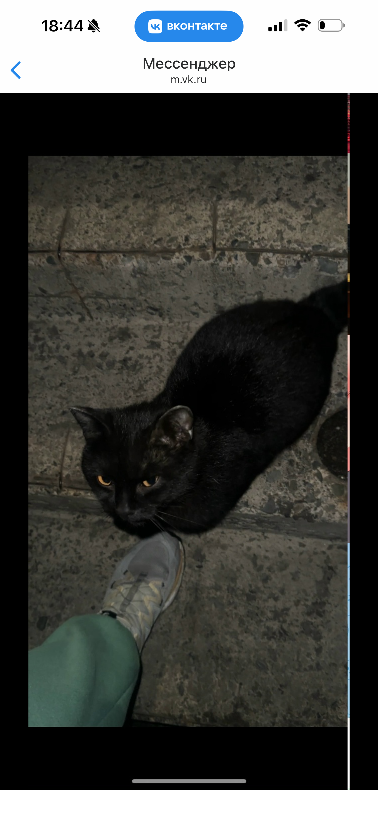 Пропала кошка в Геленджике — фото объявления