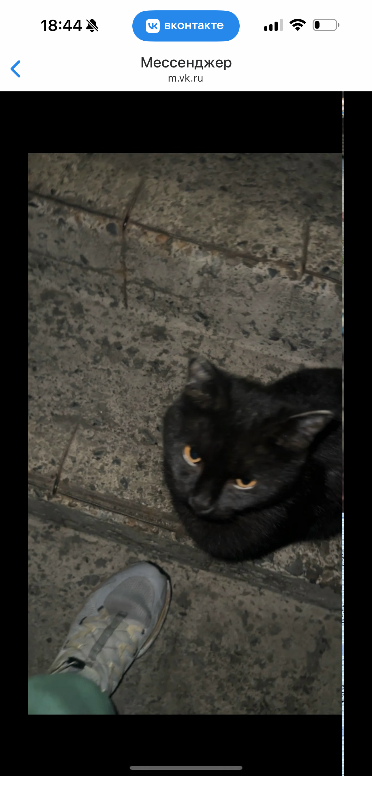 Пропала кошка в Геленджике — фото объявления