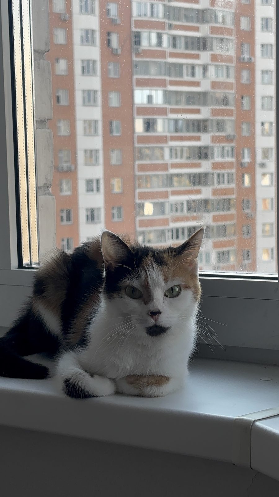 Пропала кошка в Москве — фото объявления